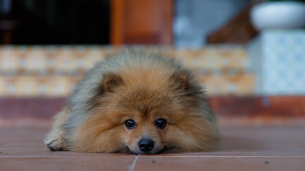 analdrüse hund ausdrücken