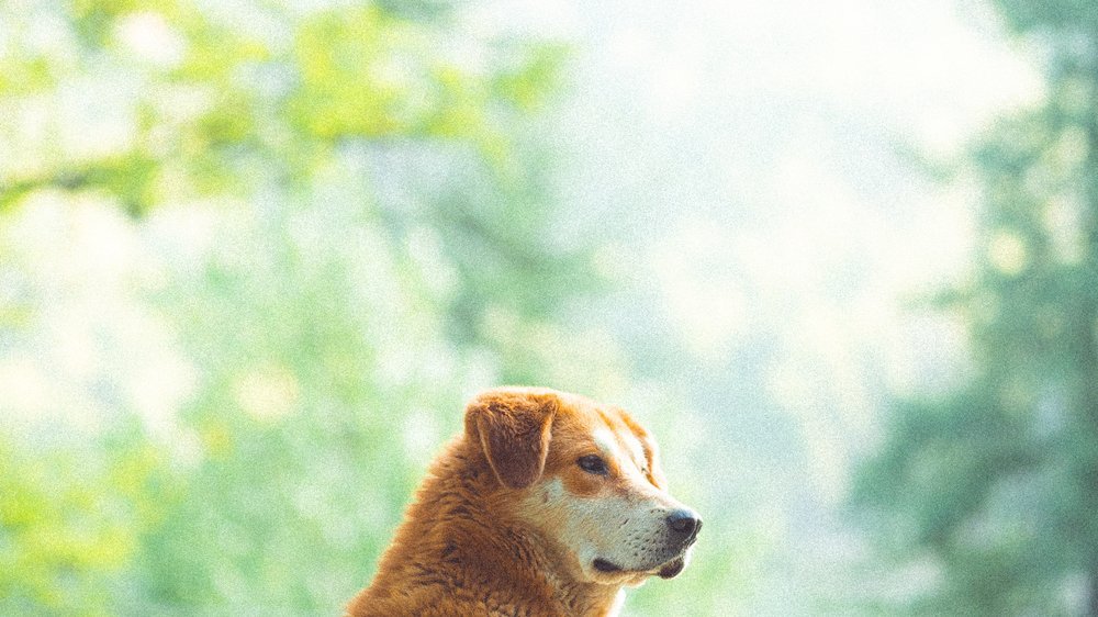 analdrüse hund geplatzt