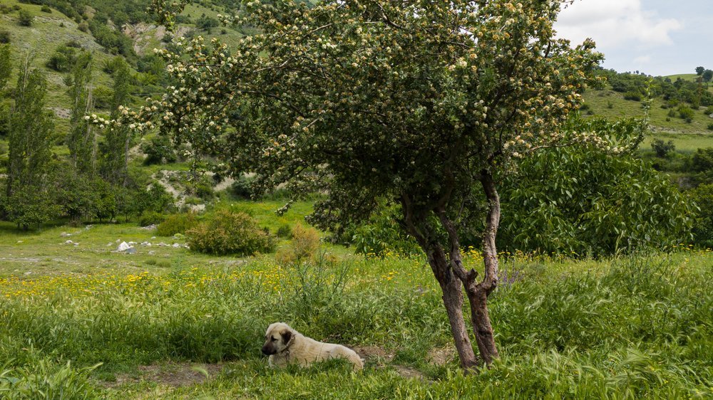 analdrüsen hund ausdrücken