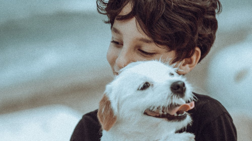 analdrüsen hund ausdrücken