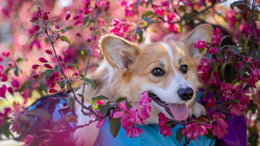 apfel für hunde