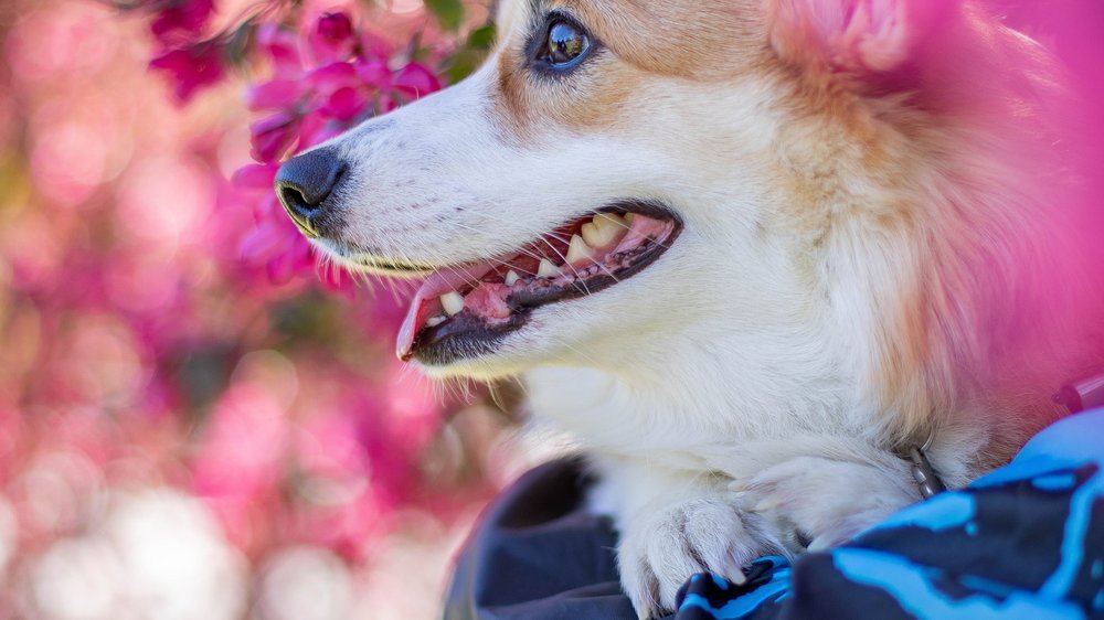 apfel für hunde