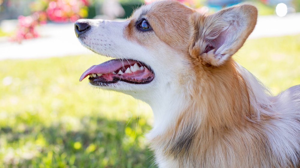 apfel für hunde