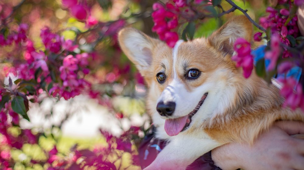 apfel für hunde