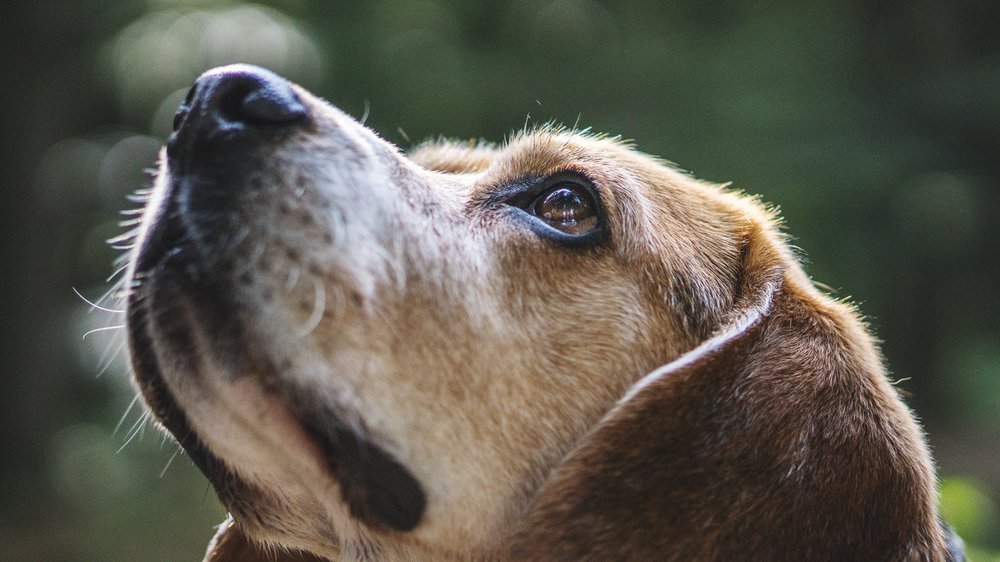 augentropfen hund