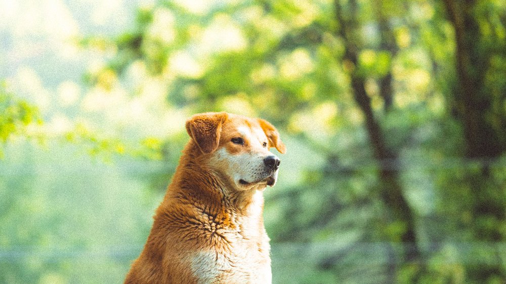 breton hund