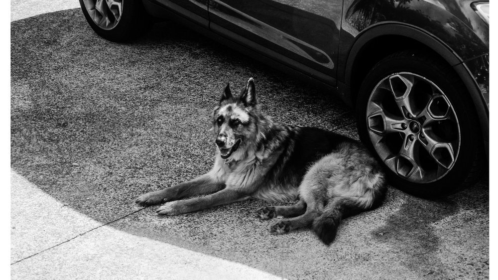 darmsanierung hund