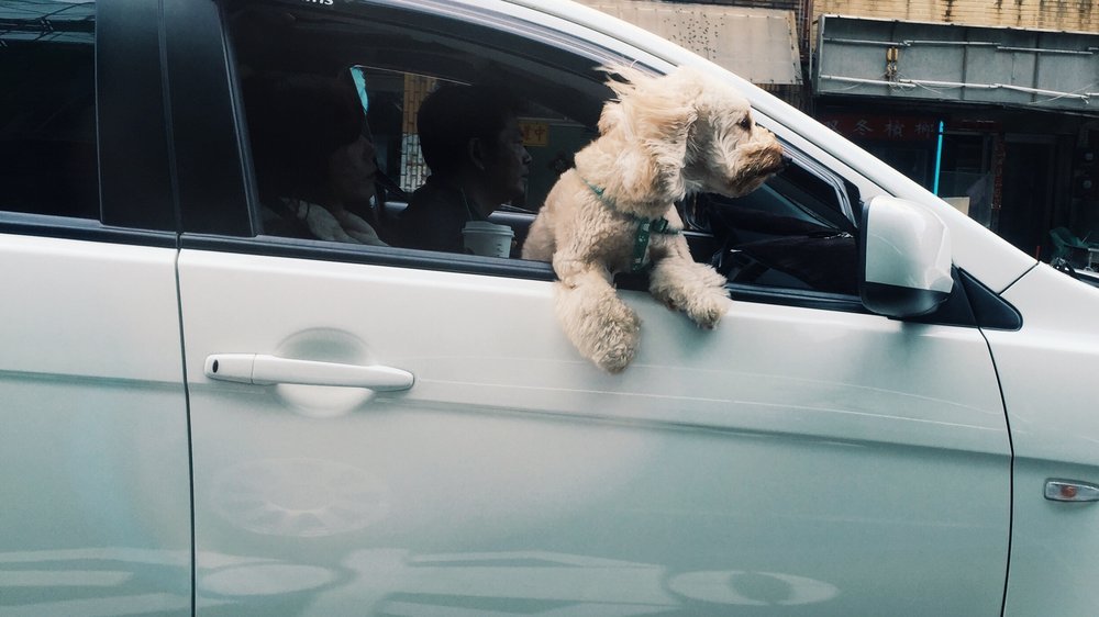 darmsanierung hund