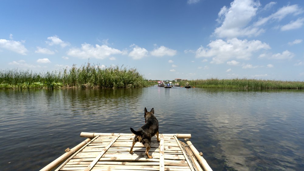 darmsanierung hund