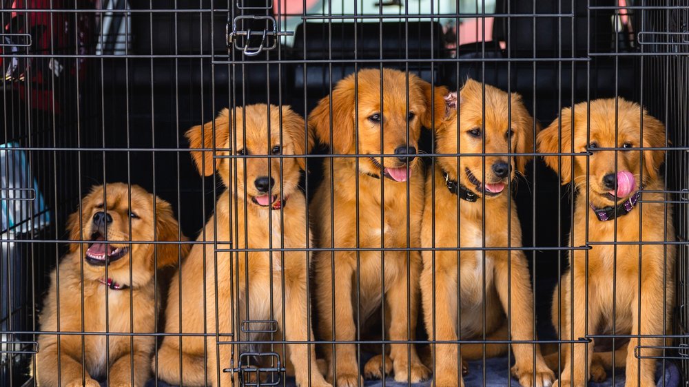 dürfen hunde aprikosen essen