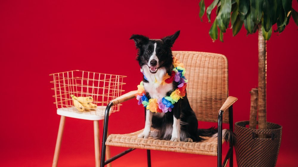 dürfen hunde banane essen