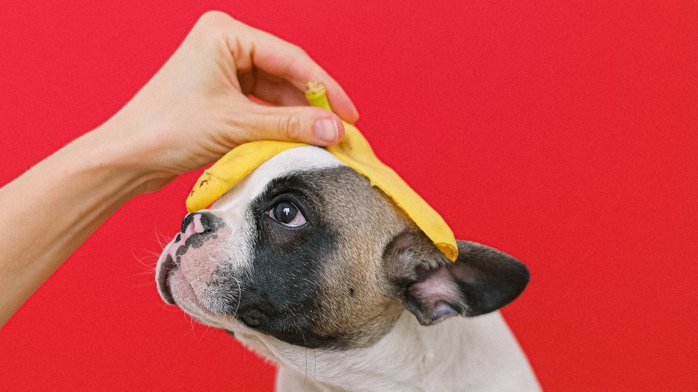 dürfen hunde banane essen