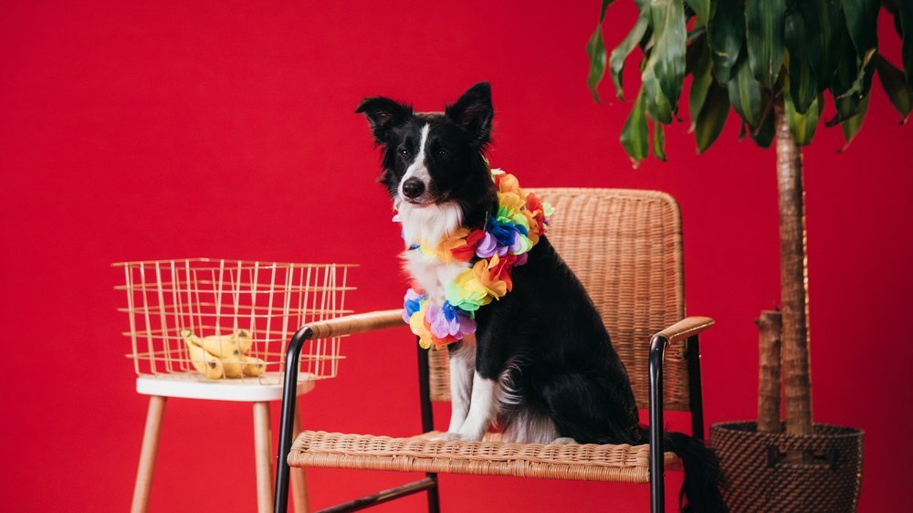 dürfen hunde banane essen