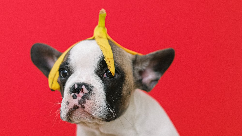 dürfen hunde banane essen