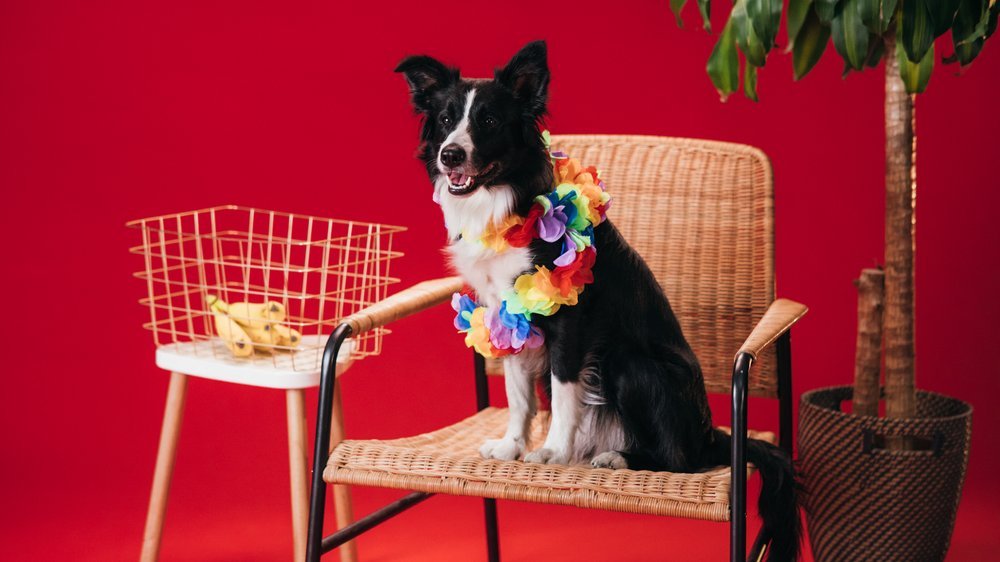 dürfen hunde banane essen