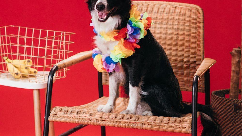 dürfen hunde banane essen