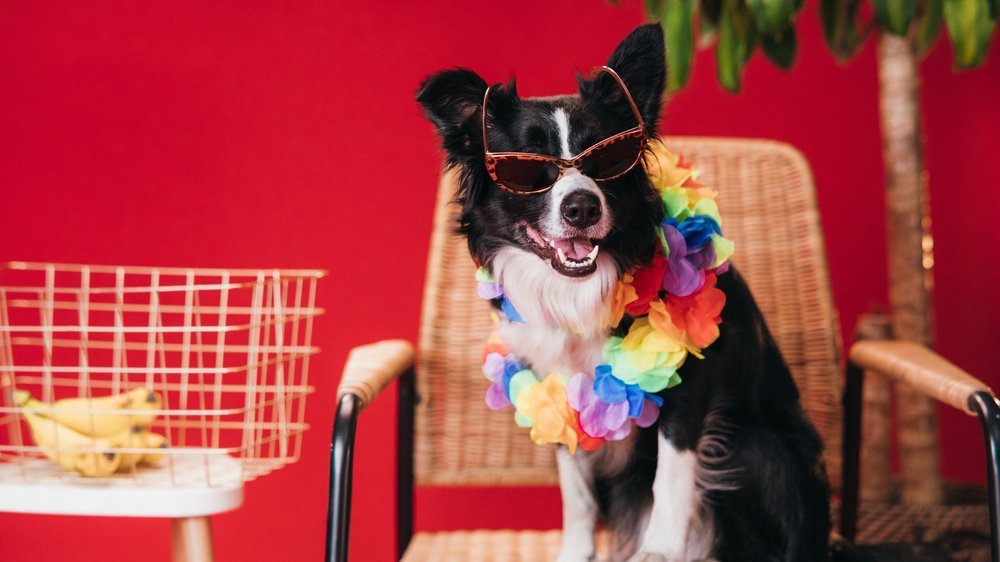 dürfen hunde banane essen