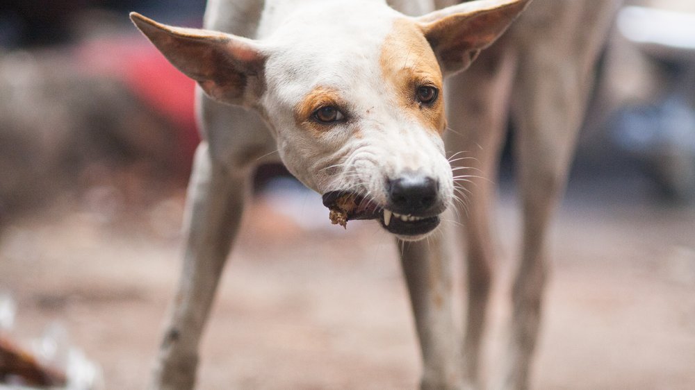 dürfen hunde birnen essen