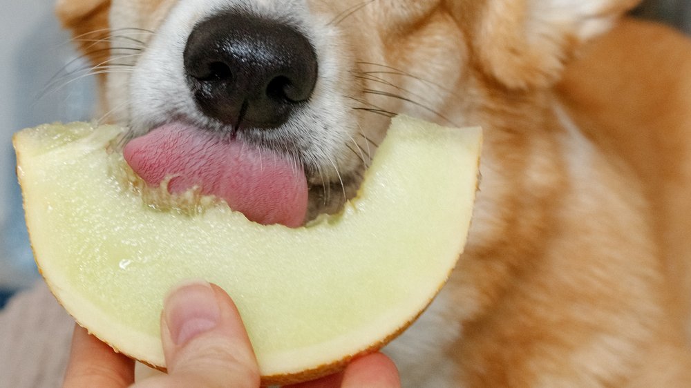 dürfen hunde gurke essen