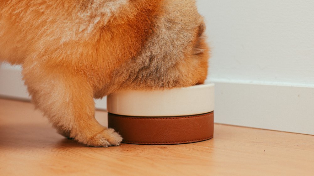 dürfen hunde gurke essen