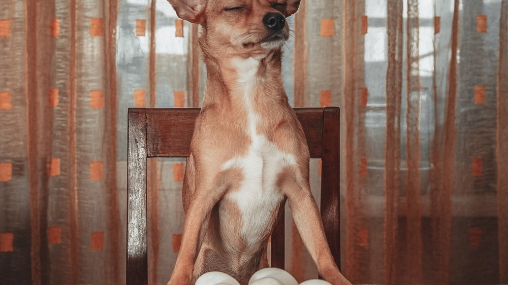 dürfen hunde gurke essen