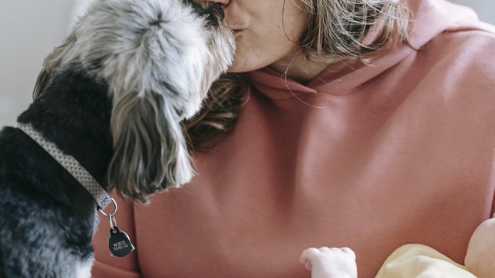 dürfen hunde haferflocken essen