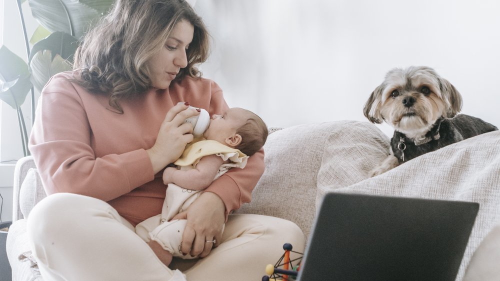 dürfen hunde haferflocken essen