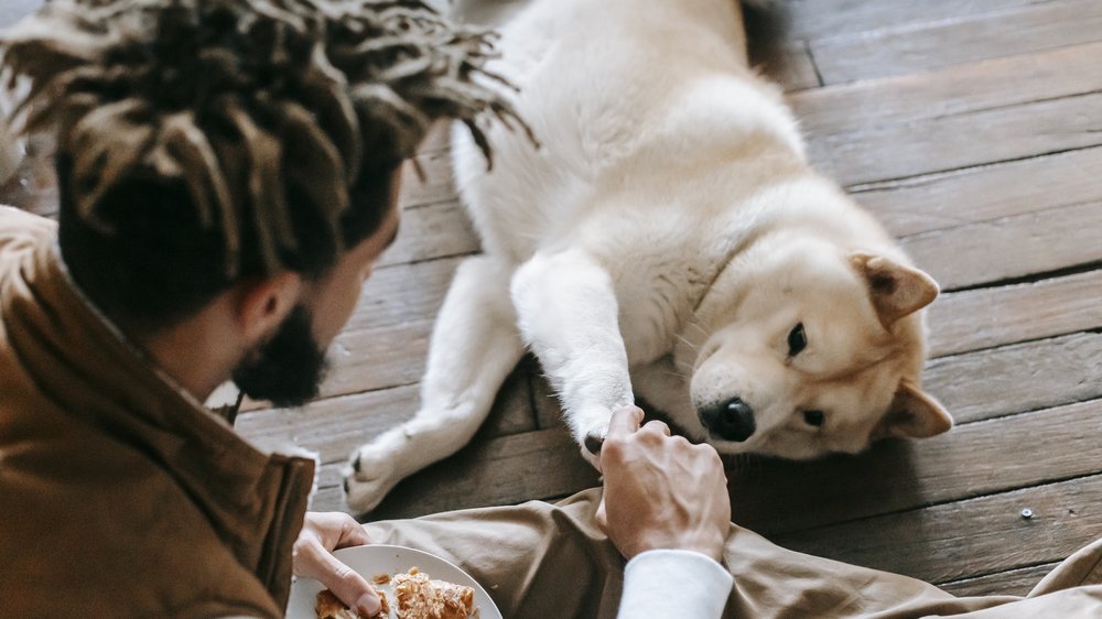 dürfen hunde kirschen essen