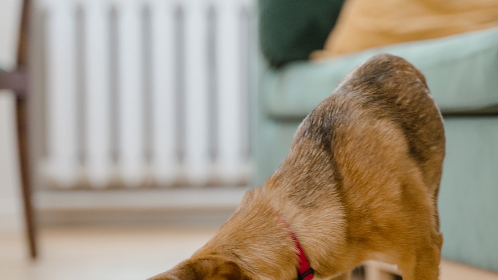 dürfen hunde kiwi essen