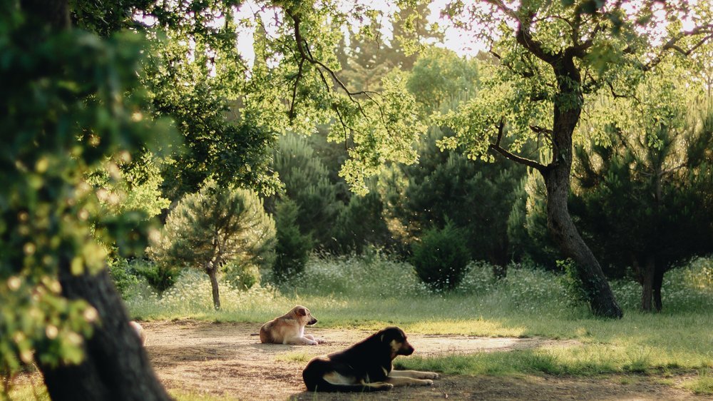 dürfen hunde mandeln essen