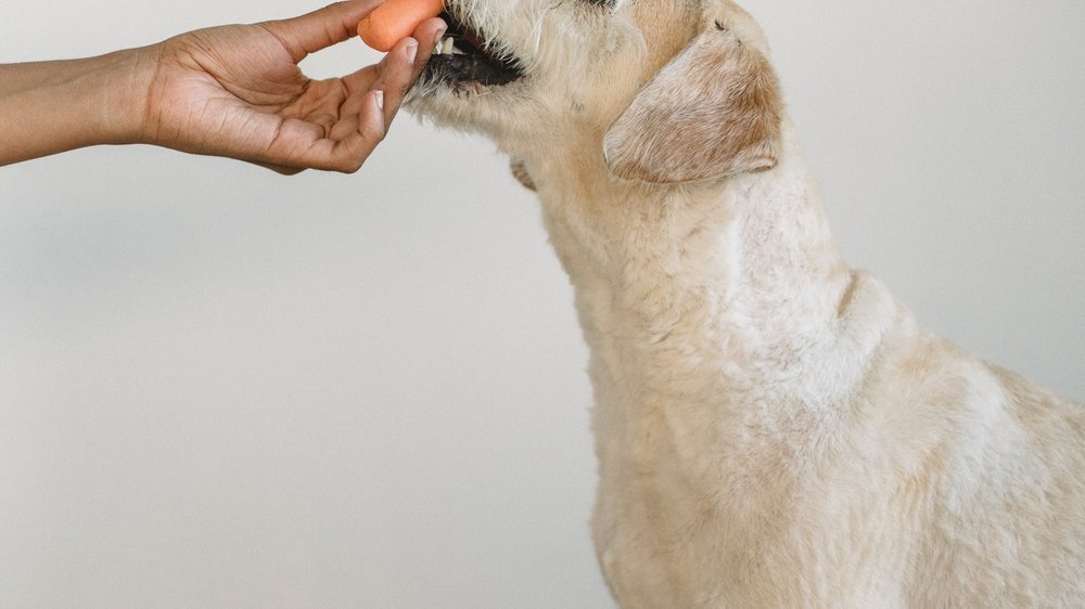 dürfen hunde paprika essen