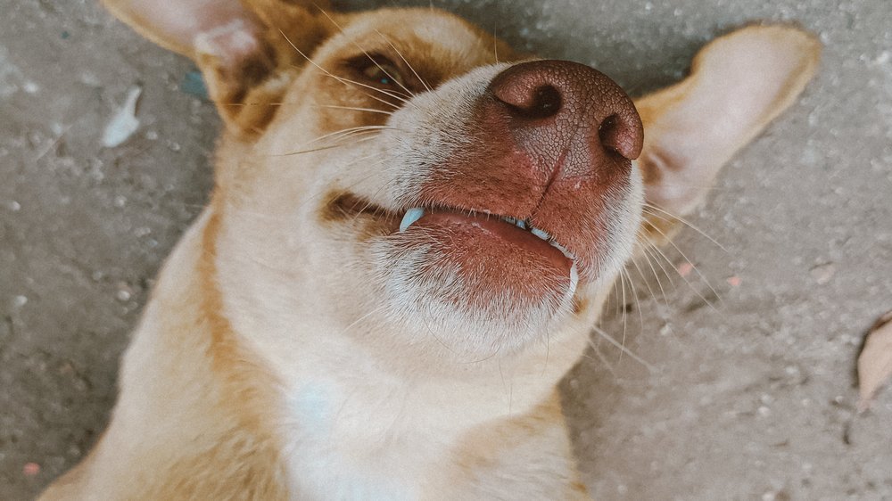 dürfen hunde zimt essen