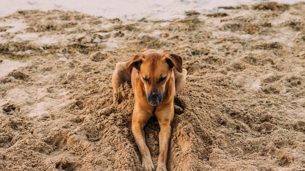 ferienhaus zandvoort mit hund