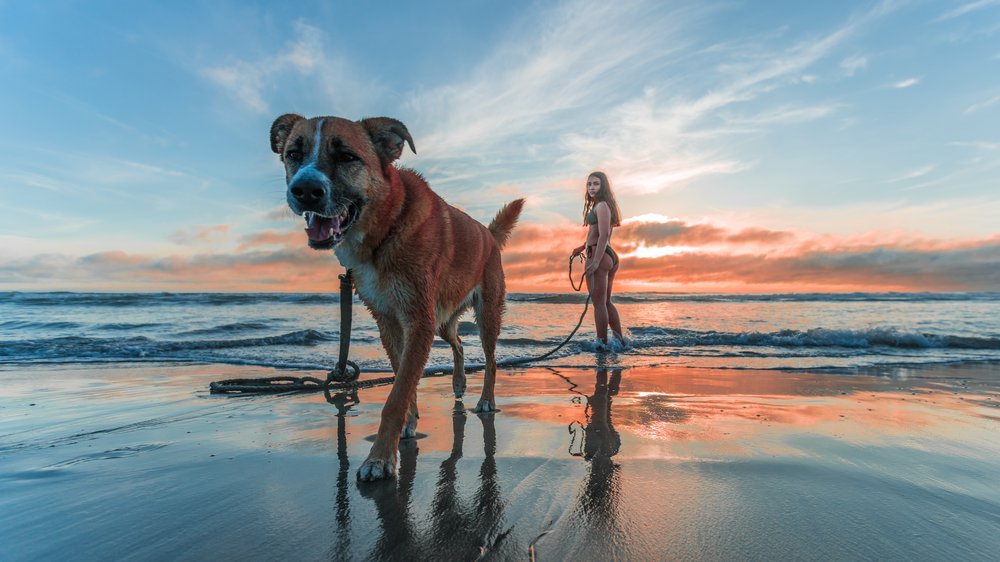 ferienwohnung norderney mit hund