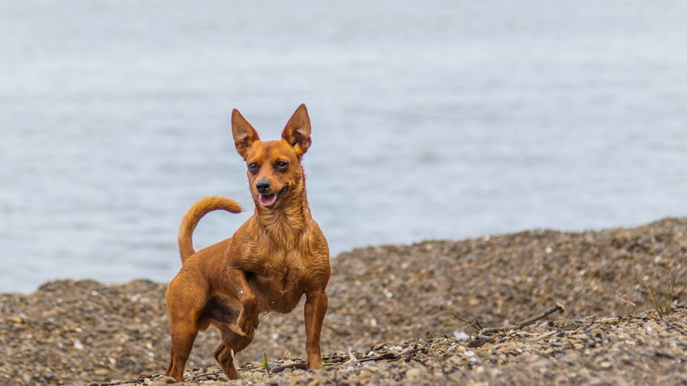 ferienwohnung norderney mit hund