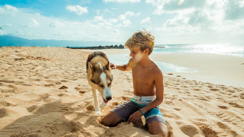 ferienwohnung norderney mit hund