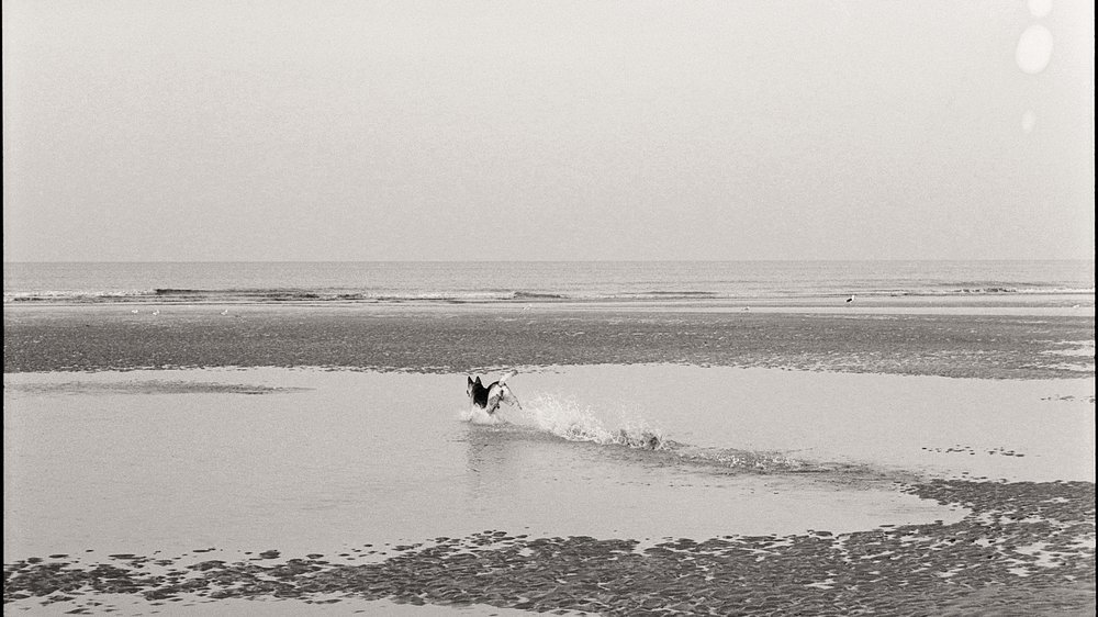 ferienwohnung norderney mit hund