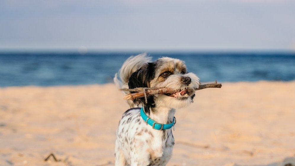 ferienwohnung norderney mit hund