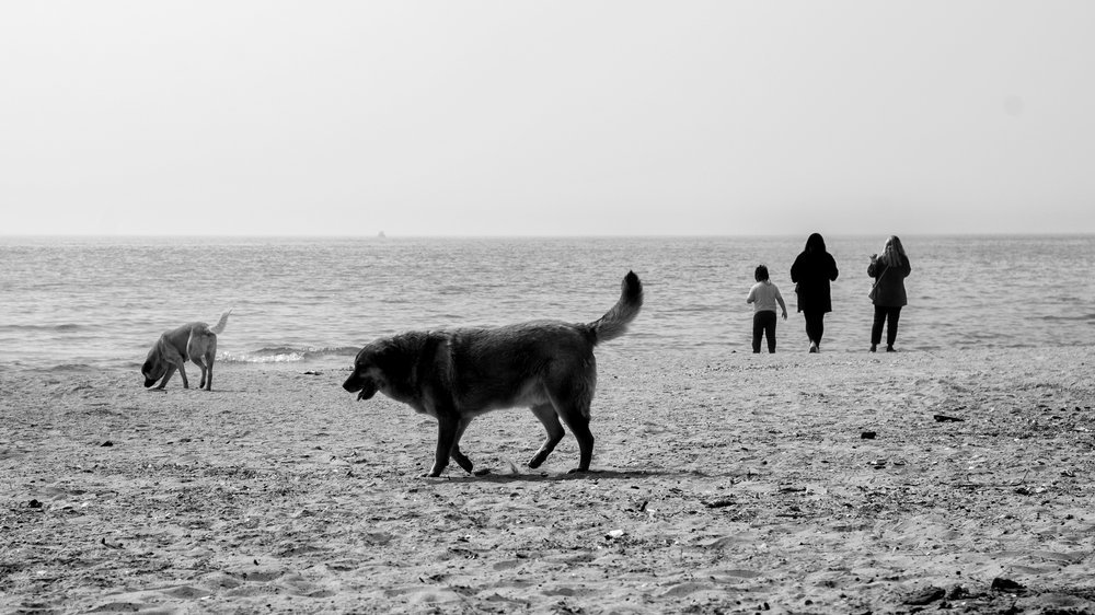 ferienwohnung timmendorfer strand mit hund