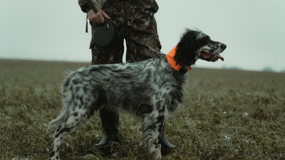 gefährlichster hund der welt