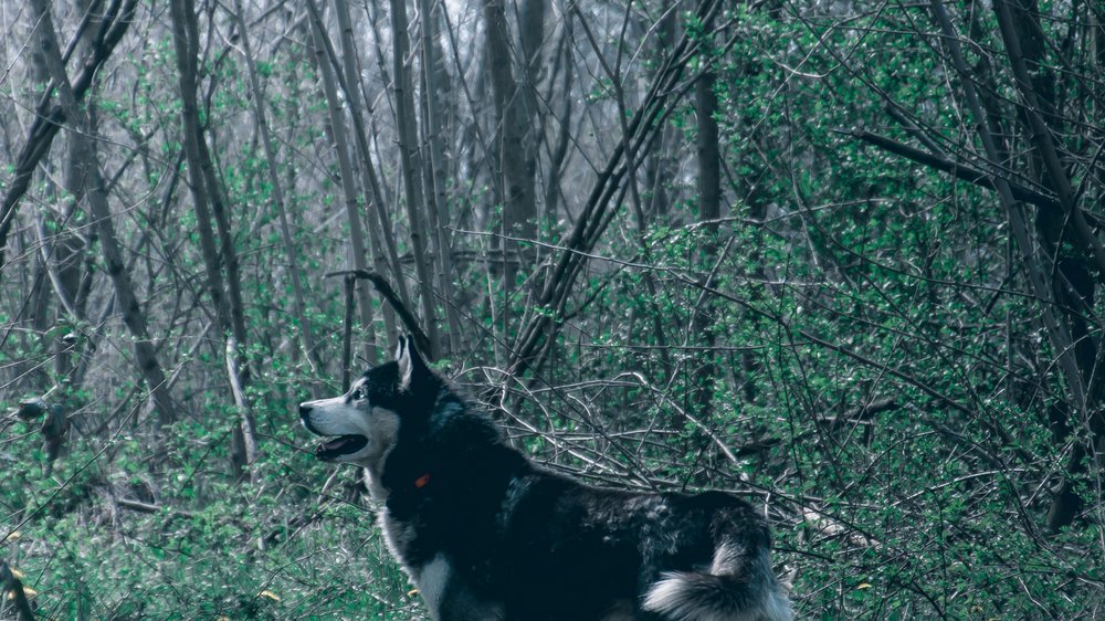 gefährlichster hund der welt