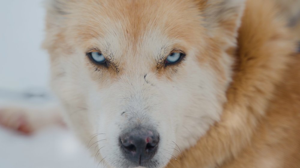 gefährlichster hund der welt