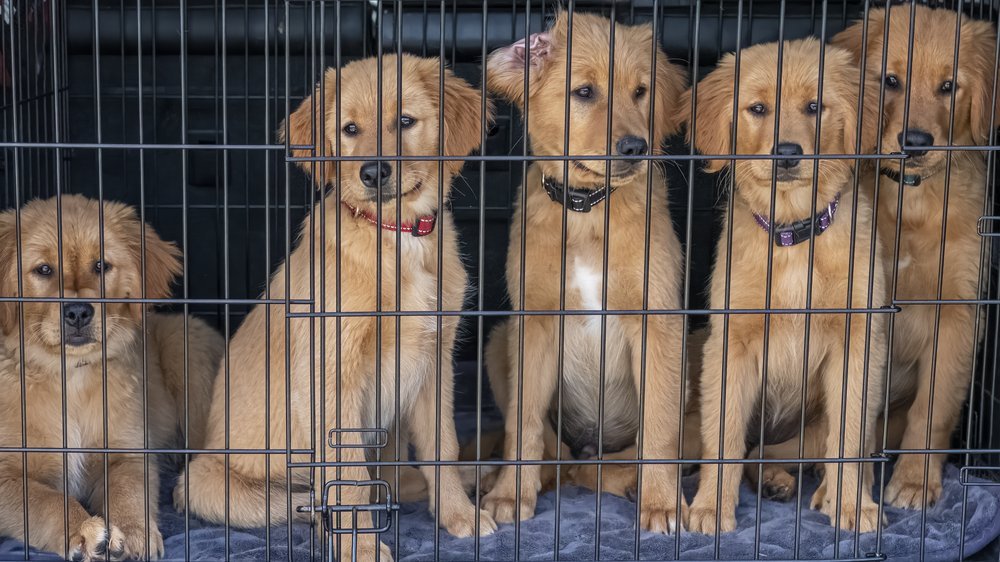 heilerde für hunde