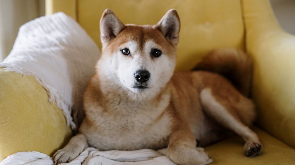 hund erbricht gelben schaum