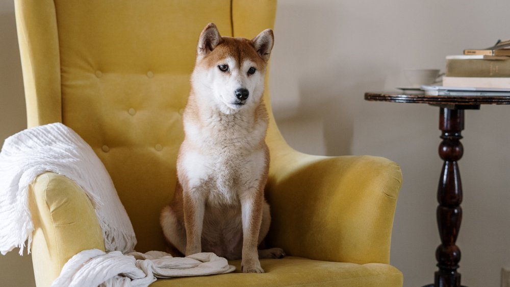 hund erbricht gelben schleim hausmittel