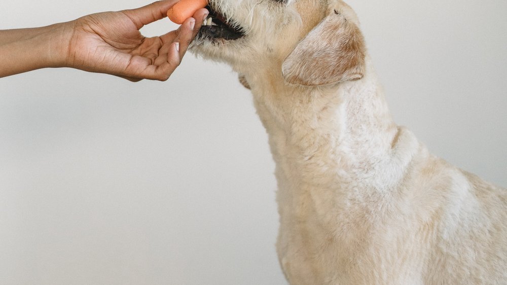 hund frisst eigenen kot