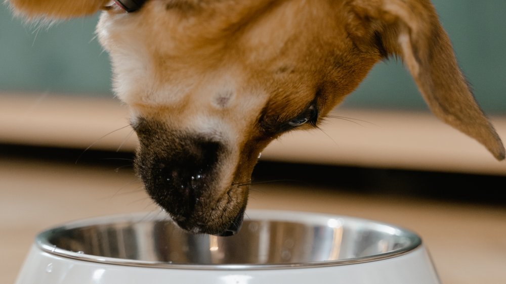 hund frisst kot hausmittel