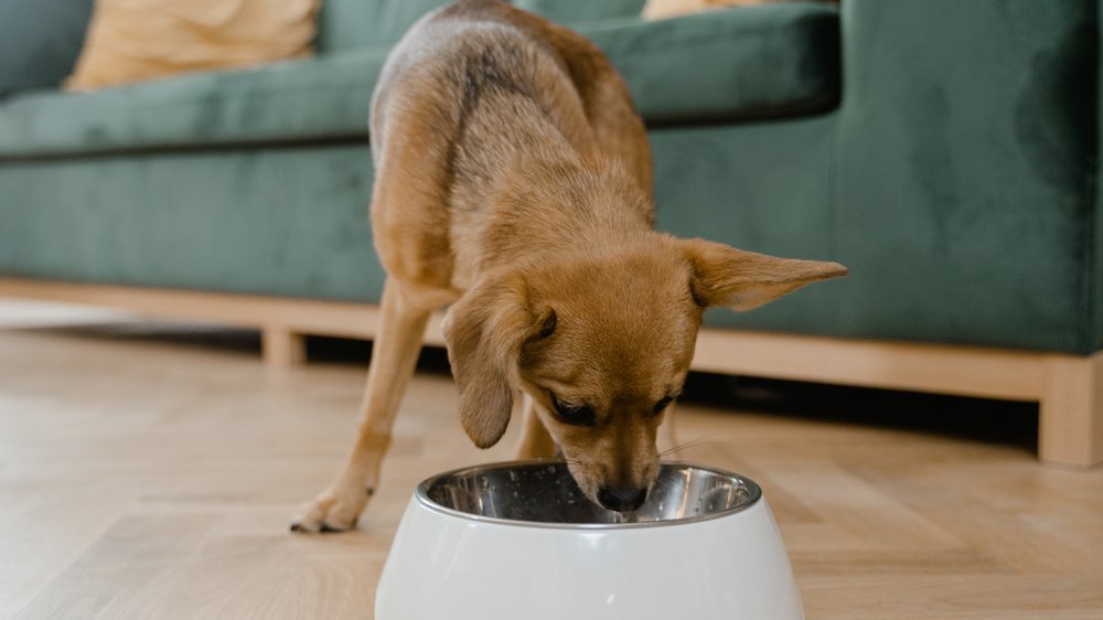 hund frisst kot hausmittel