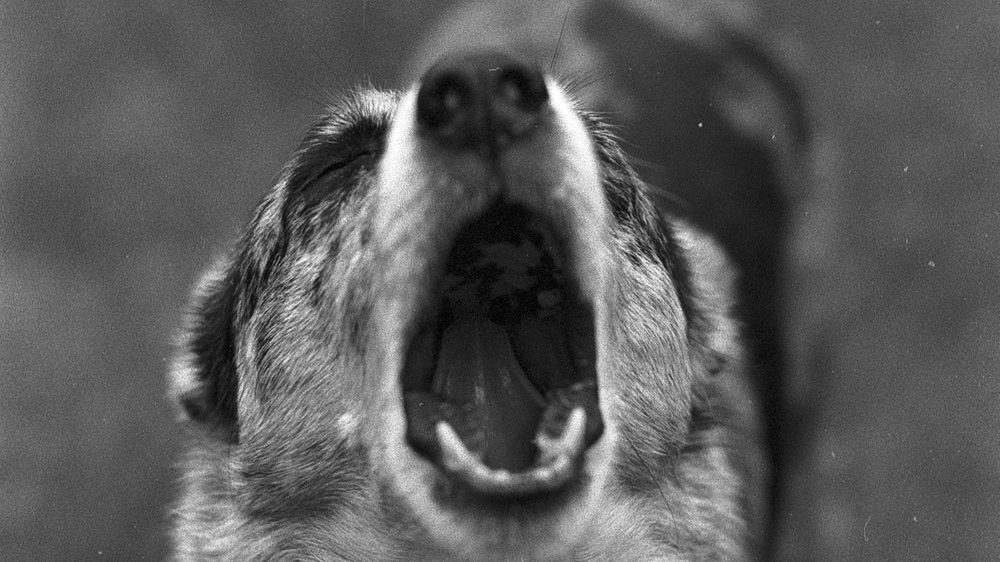 hund ist unruhig und wechselt ständig den platz