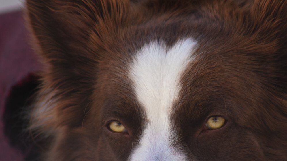 hund ist unruhig und wechselt ständig den platz